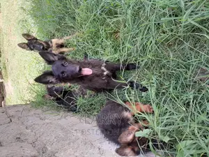 1-3 months Female Purebred German Shepherd