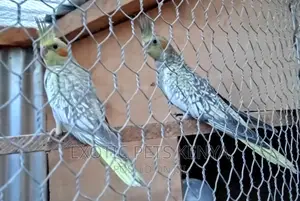 Pearl Cockatiels