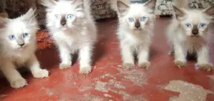 1-3 months Female Purebred Siamese