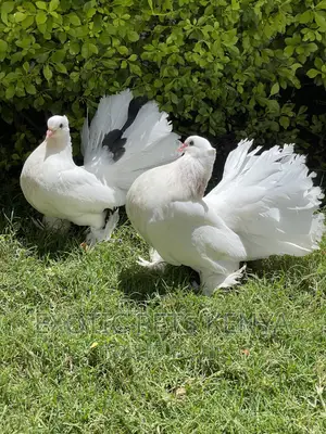 White Fantails