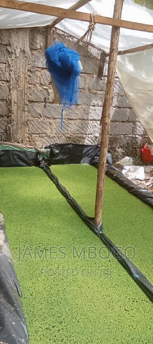Azolla Seeds