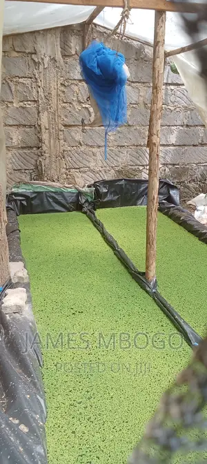 Azolla Seeds