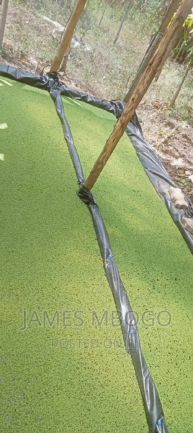 Azolla Seeds