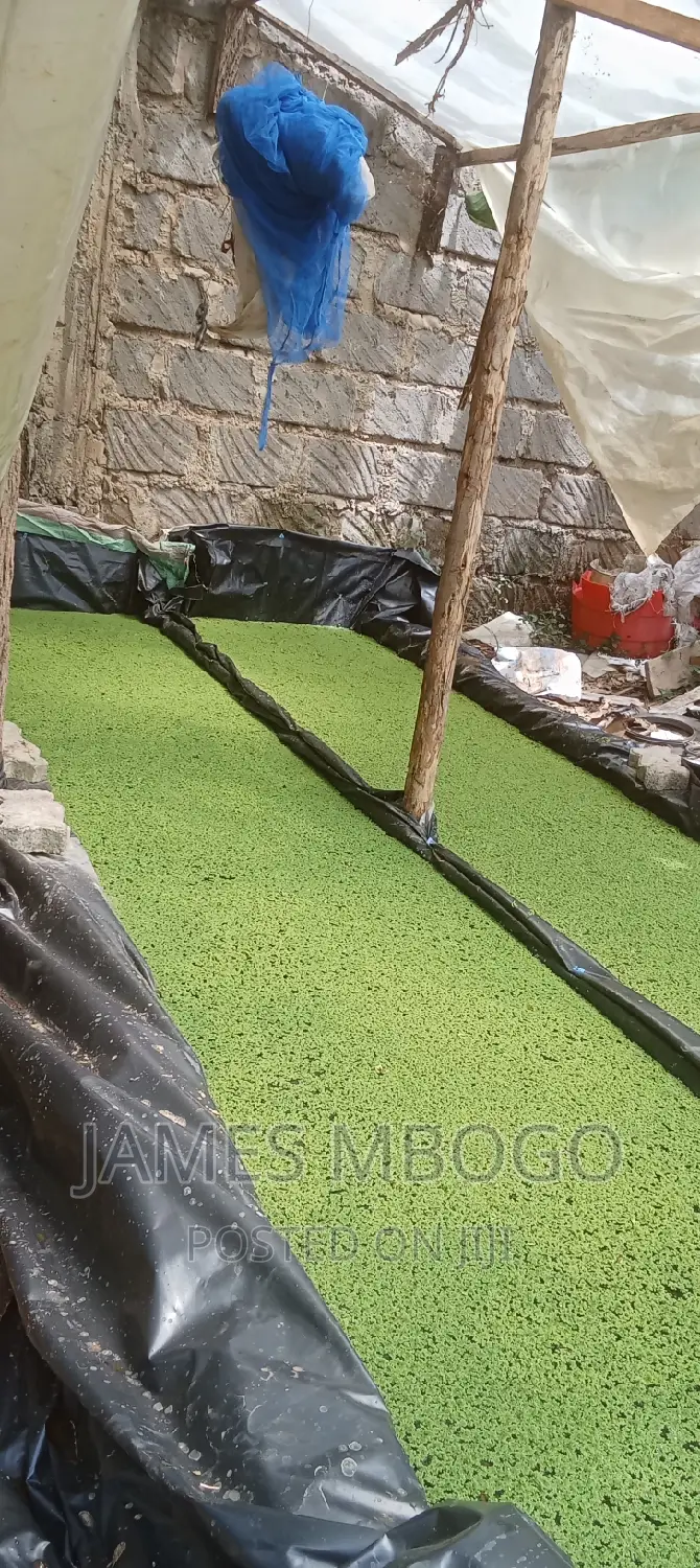 Azolla Seeds