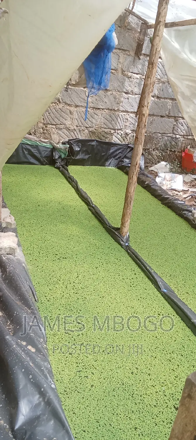 Azolla Seeds