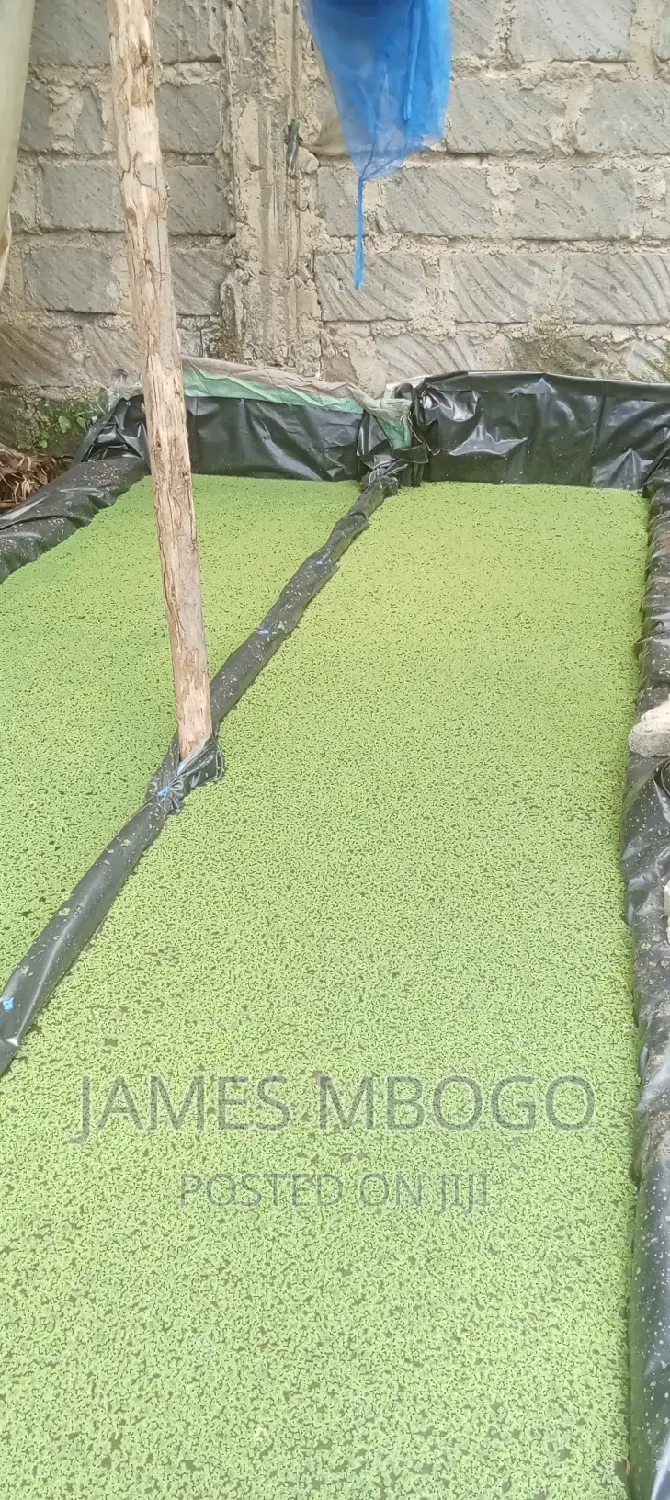 Azolla Seeds