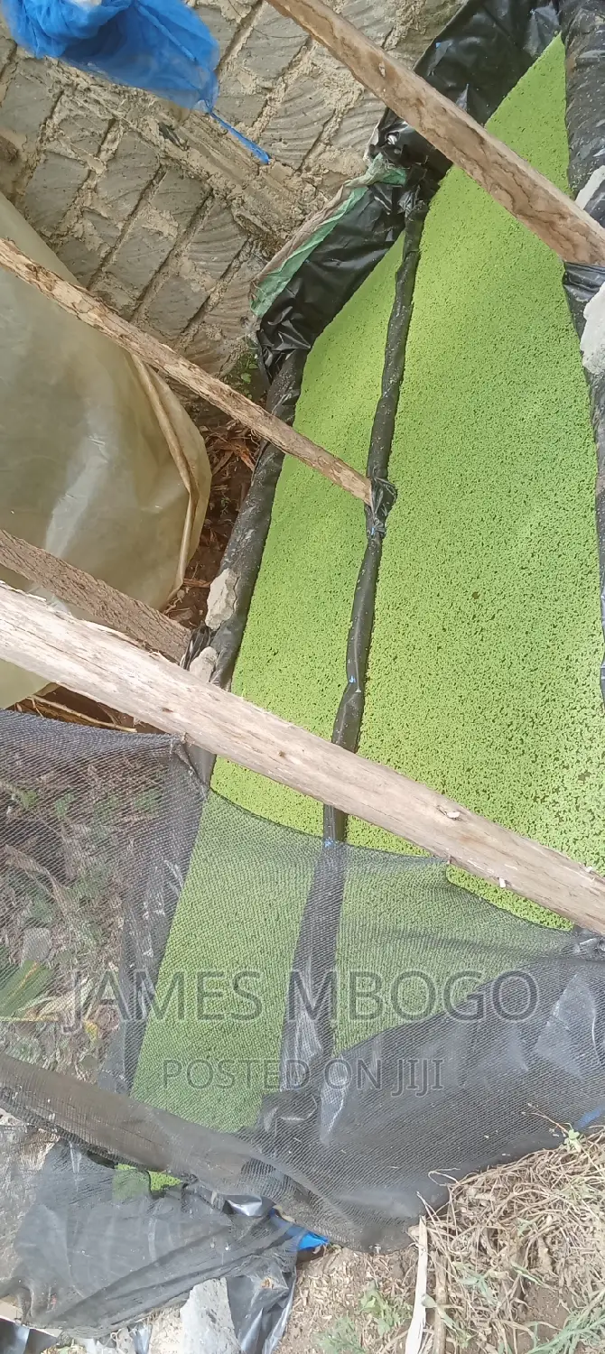 Azolla Seeds