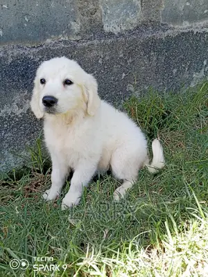 1-3 months Male Purebred Golden Retriever
