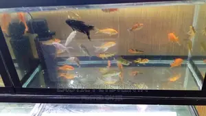 Goldfish for Sale