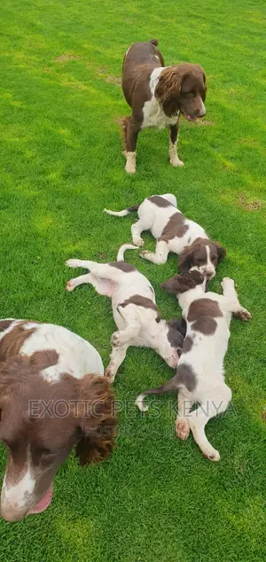 1-3 months Male Purebred English Springer Spaniel