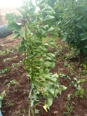 Super Vines