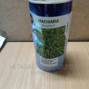 Brachiaria Mulatto II Grass Seeds