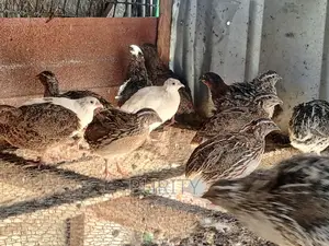 Mature Quail Birds