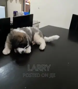 1-3 months Female Purebred Saint Bernard