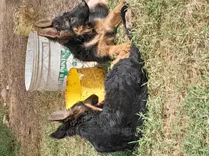 1-3 months Female Purebred German Shepherd