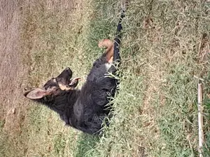 1-3 months Female Purebred German Shepherd