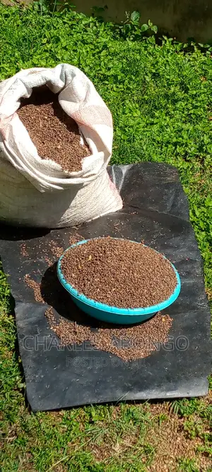 Hibiscus Seeds