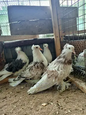 Saddle Frillback Pigeons