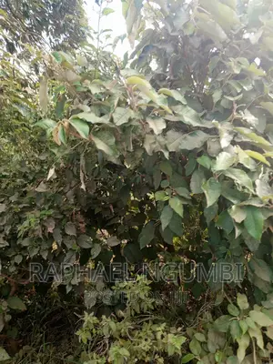 Machakos Mbumbuni Porini Plots