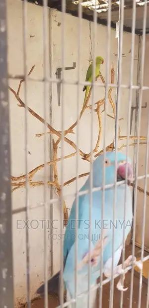 Indian Ringnecks