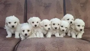 1-3 months Female Purebred Maltese Shih Tzu