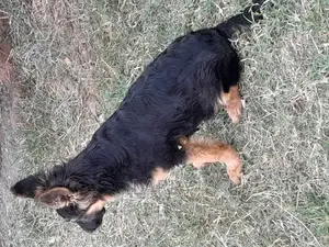 1-3 months Female Purebred German Shepherd