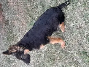 1-3 months Male Purebred German Shepherd