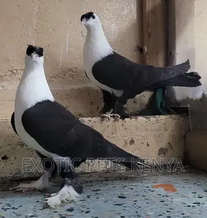 Upcoming Shakhsharli