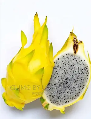 Yellow Skinned Dragon Fruit Suckers