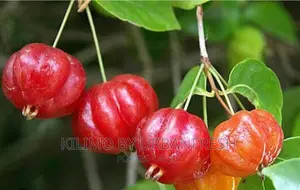 Brazilian Cherry Fruit Seedlings