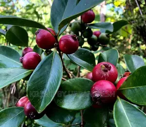 Cherry / Stawberry Guava Fruit Seedlings