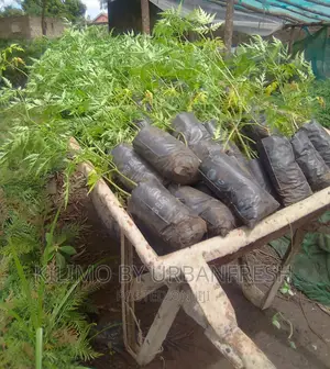 Melia Volkensii ( Mukau ) Tree Seedlings Moq 20.