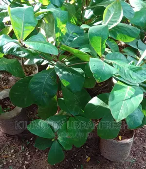 Indian Almond Seedlings