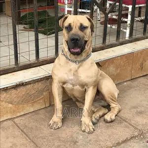 1+ year Female Purebred Boerboel