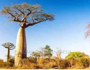Baobab Tree Seedlings. ( Tree of Life )