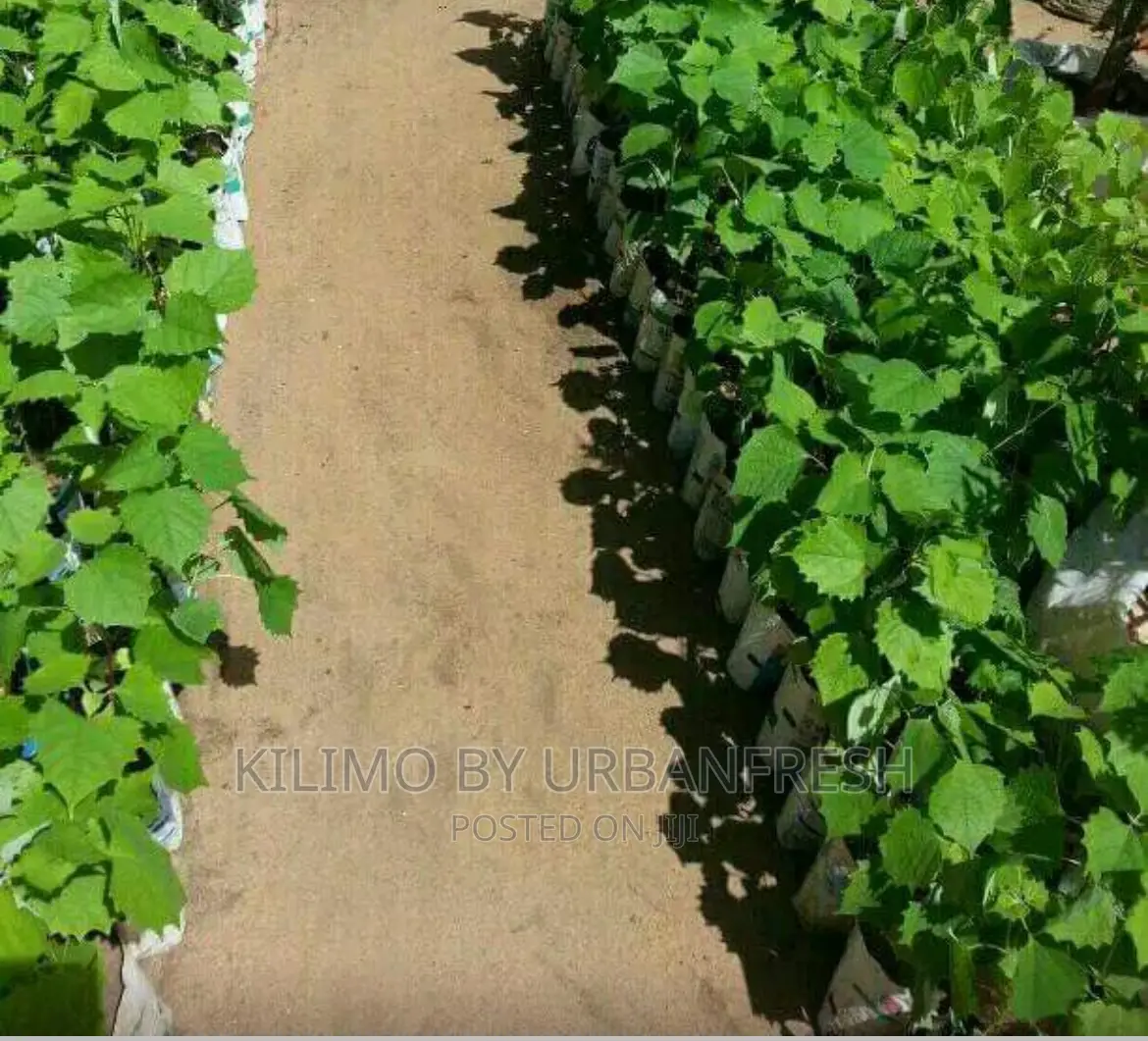 Arborea Tree Seedlings
