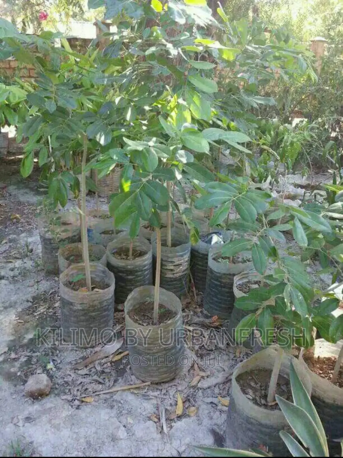 Pod Mahogany Tree Seedlings.