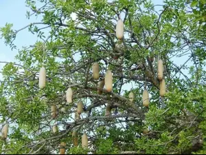 African Sausage Tree / Muratina Tree Seedlings