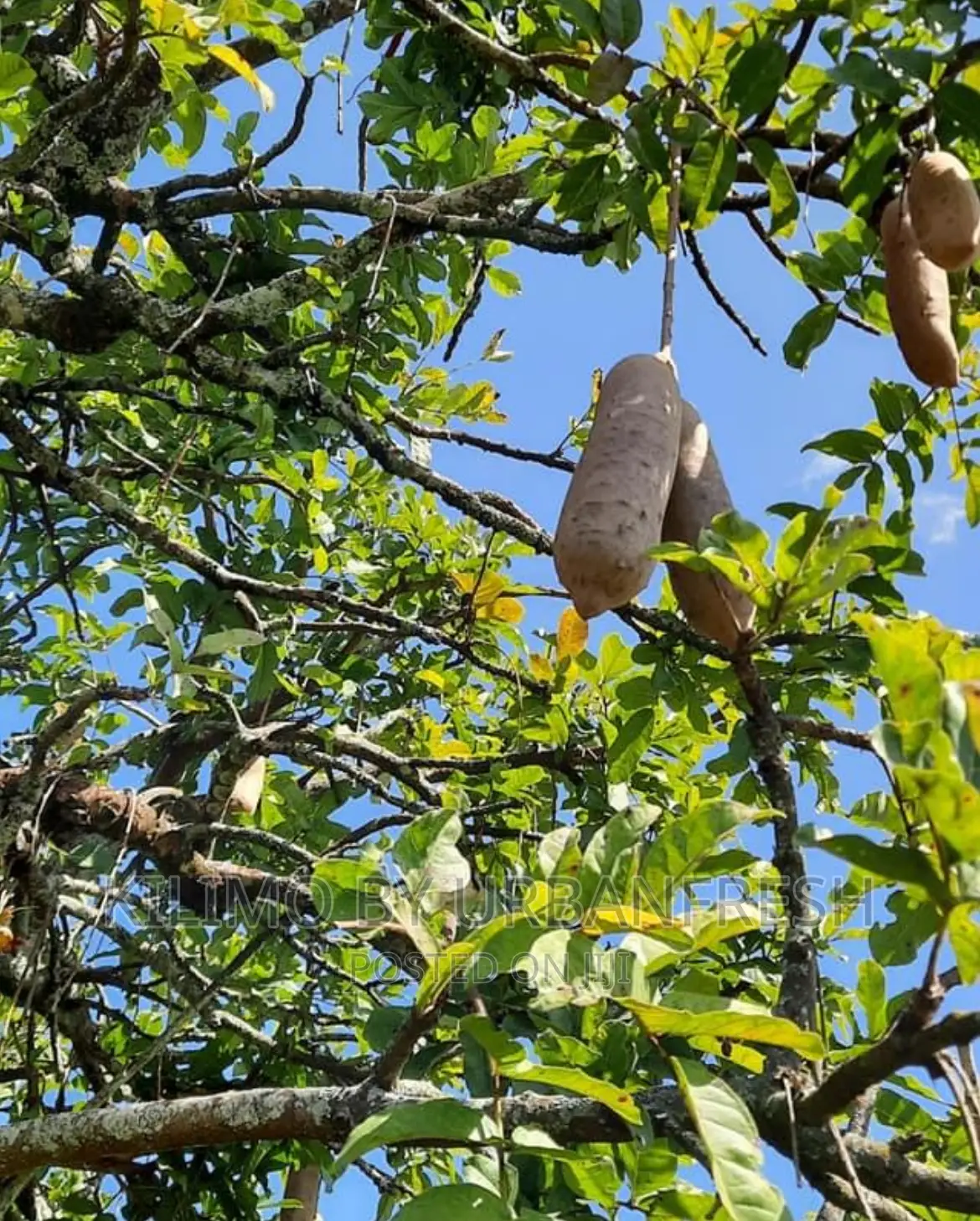 African Sausage Tree / Muratina Tree Seedlings