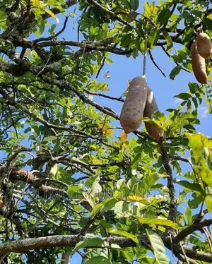 African Sausage Tree / Muratina Tree Seedlings