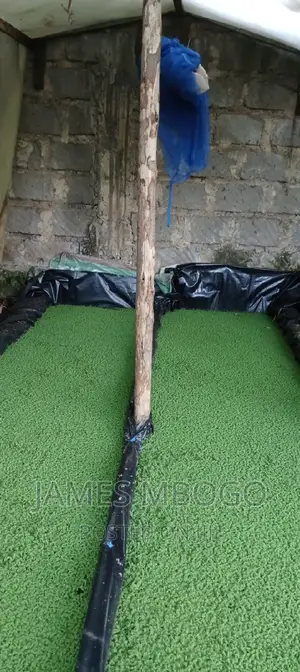 Azolla Seeds