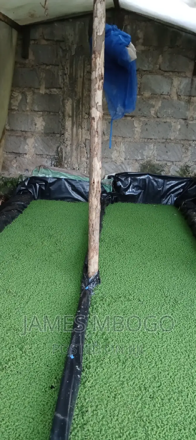 Azolla Seeds