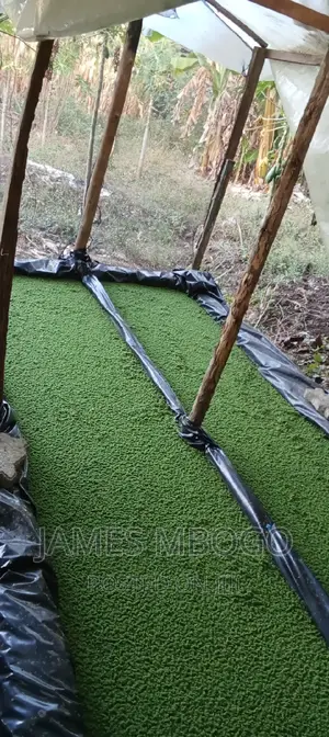 Azolla Seeds