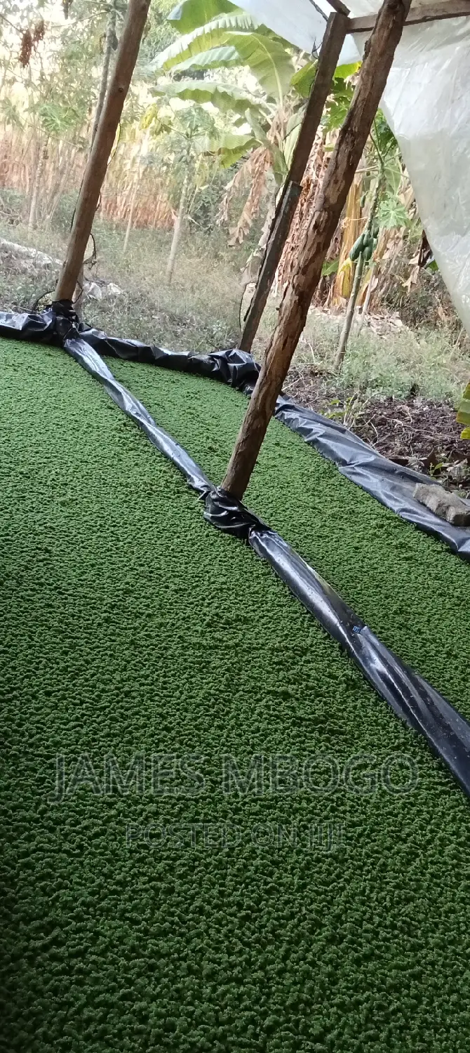 Azolla Seeds