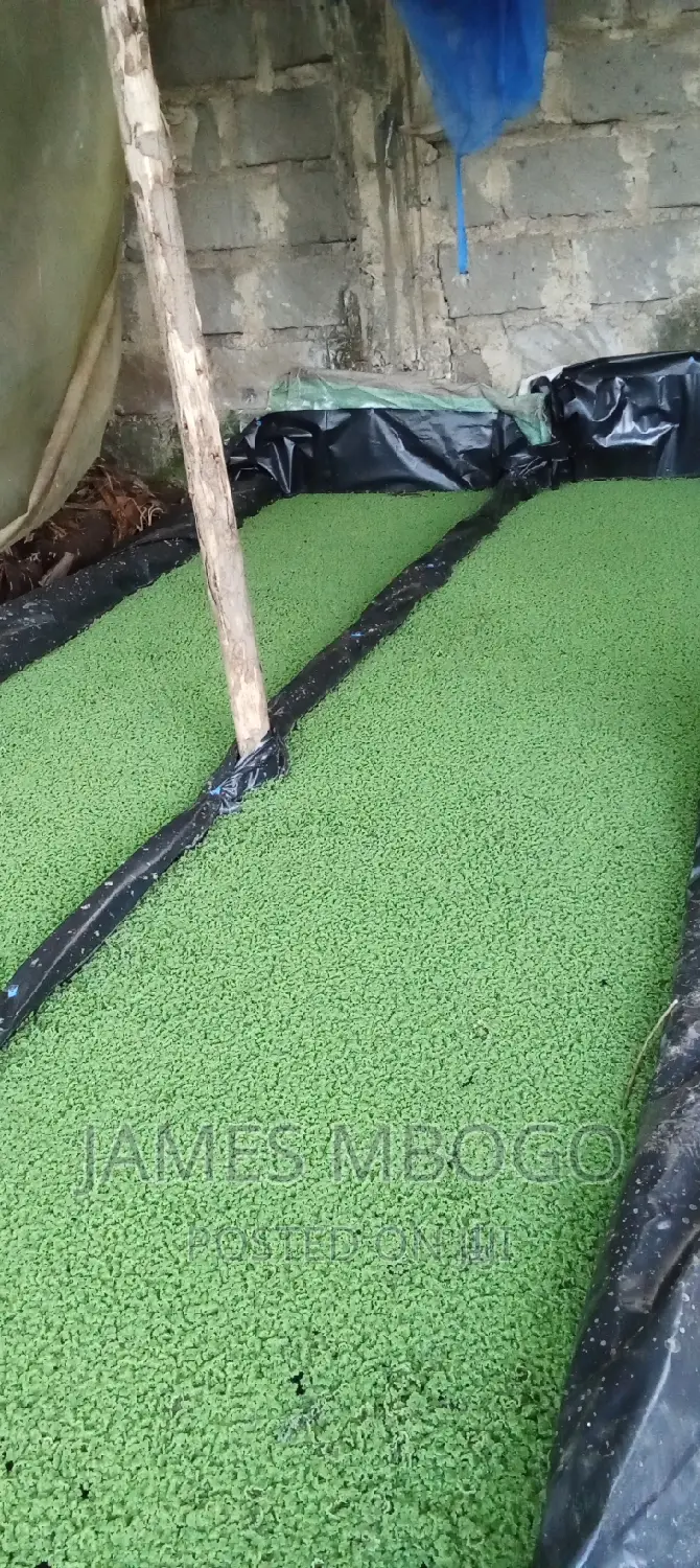 Azolla Seeds