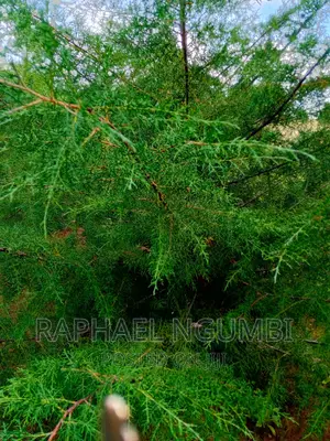 Two (2) Prime Acres at Thaitha Kimutwa Muumandu