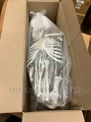 Human Skeleton With Stand Full India Type 1