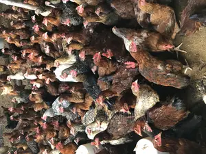 Improved Kienyeji Chicken (Layers)