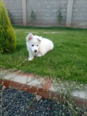 1-3 months Female Purebred Japanese Spitz