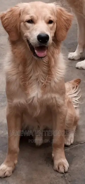 Golden Retriever Male STUD Service Big Bone Sure Bet Boy